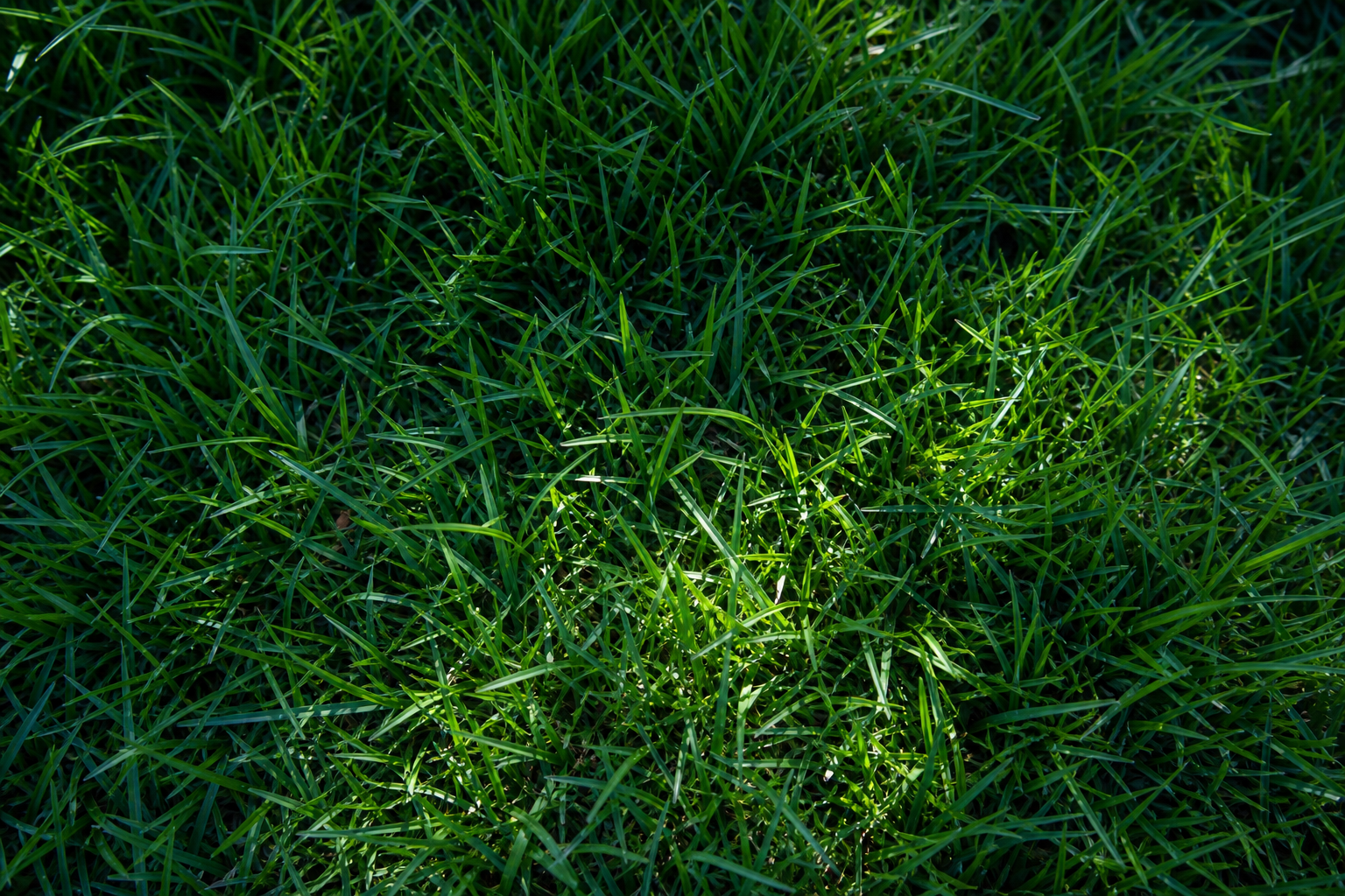 Elite Tall Fescue Sod