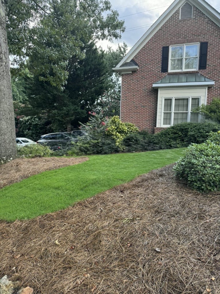 Thick established sod in the side yard after soil correction in Greenville, SC