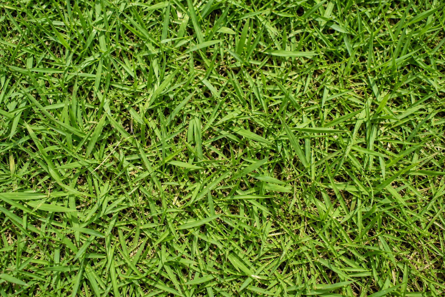 TifBlair Centipede Sod