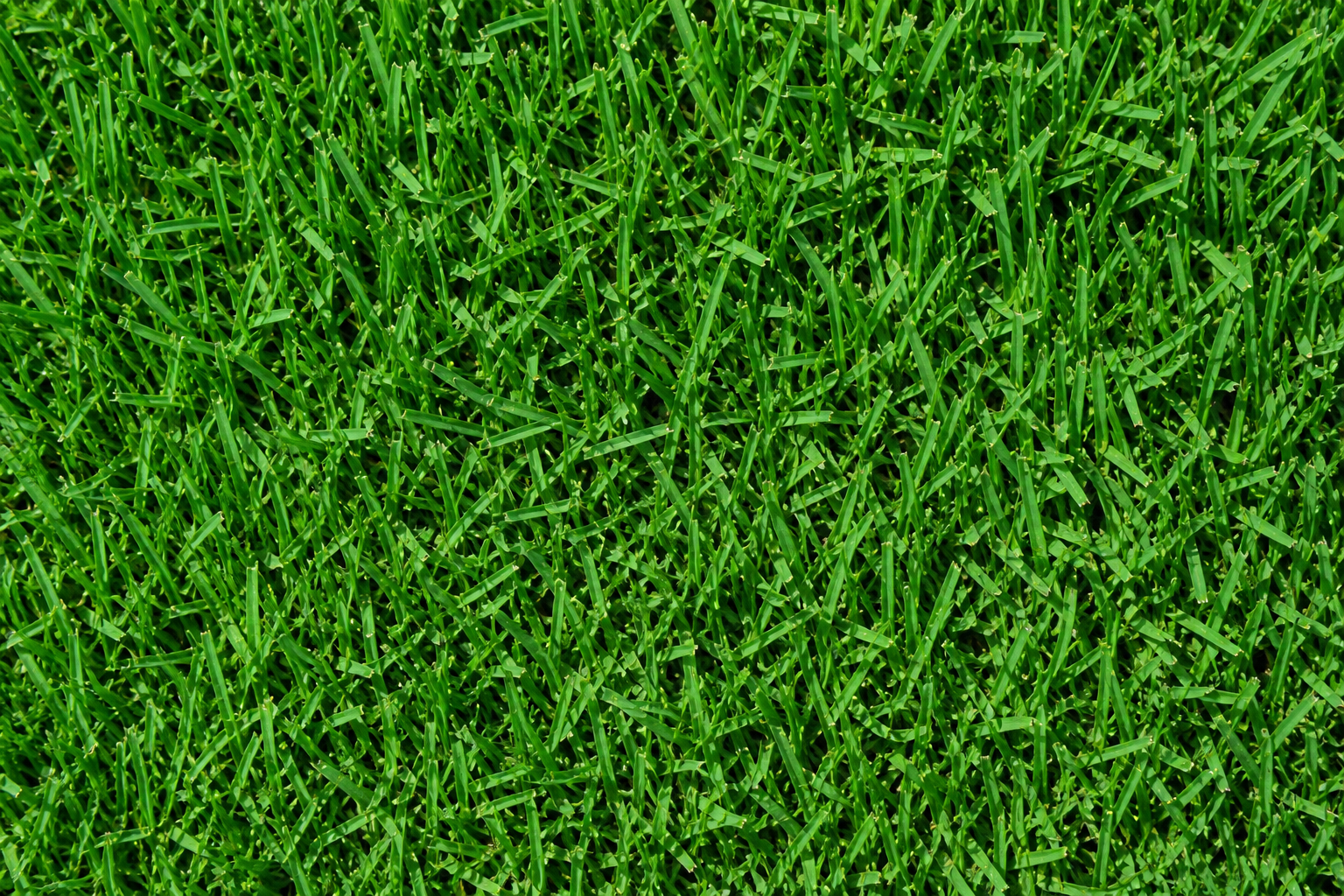 TifTuf Bermuda Sod