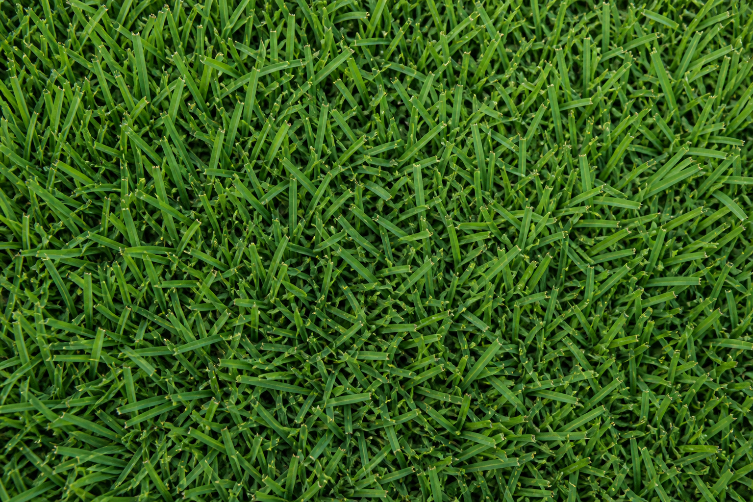 Zenith Zoysia Sod
