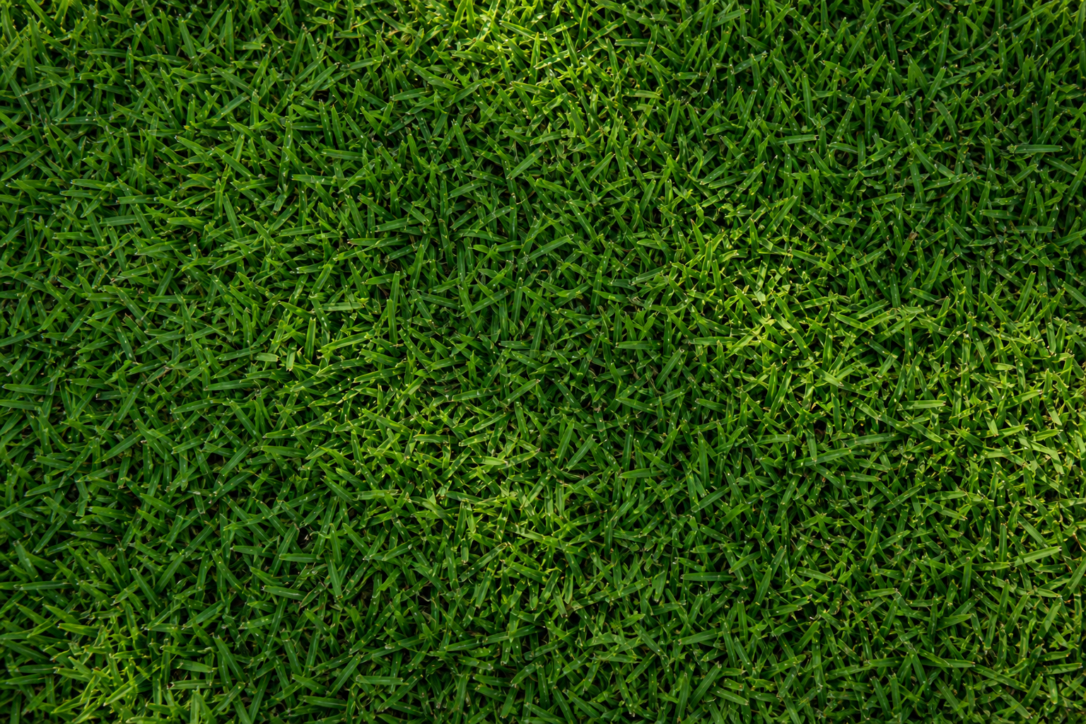 Zeon Zoysia Sod